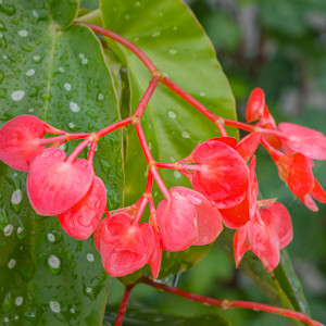 Begonia angle wing, angle wing begonia